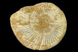 Jurassic Ammonite (Perisphinctes) Fossil - Madagascar #152779-1
